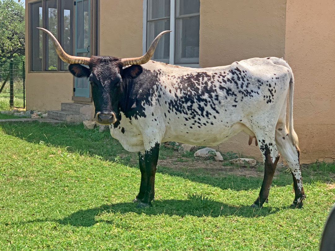 Texas Longhorn cow; dark head & speckled sides