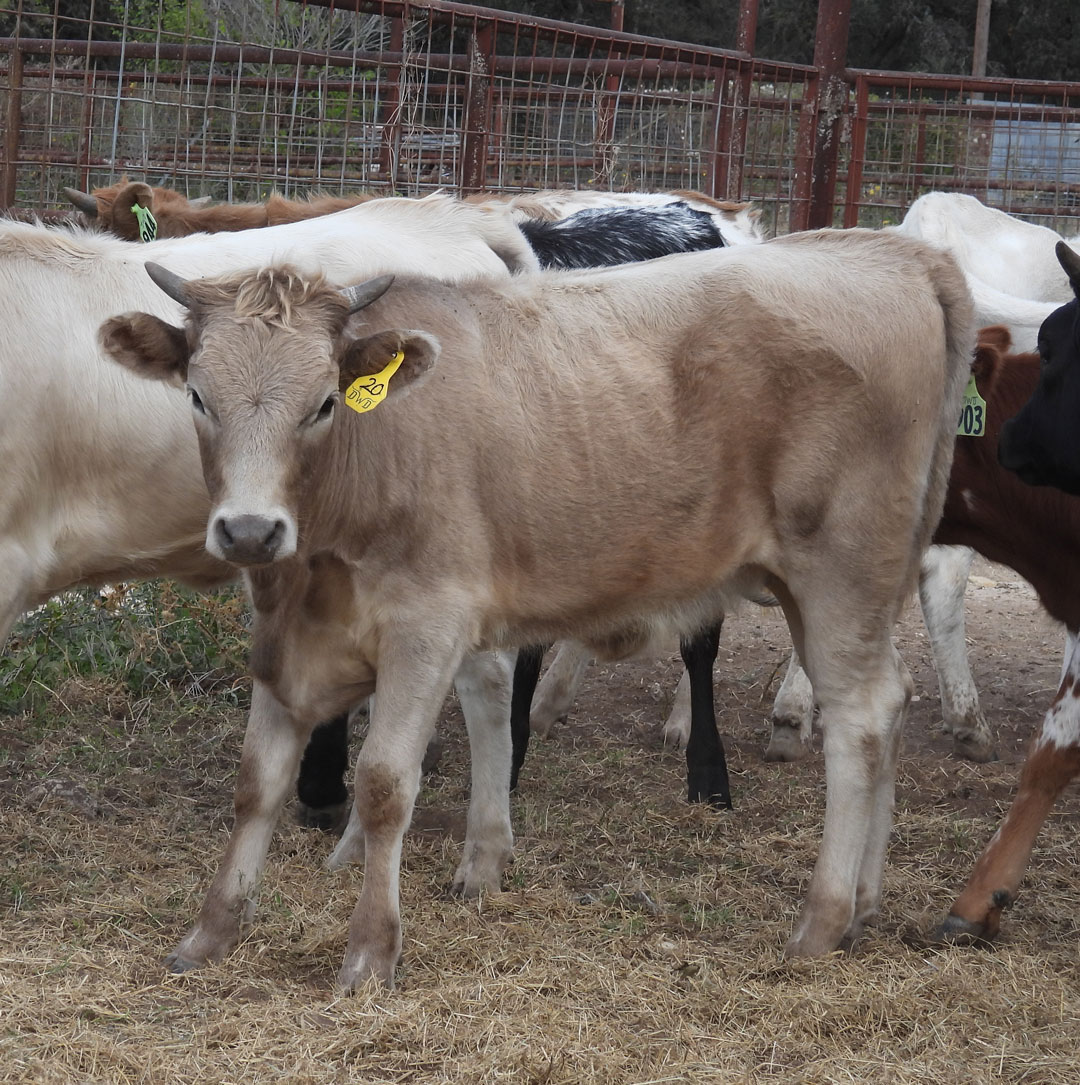 Texas Longhorn heifer; dark golden-grullo