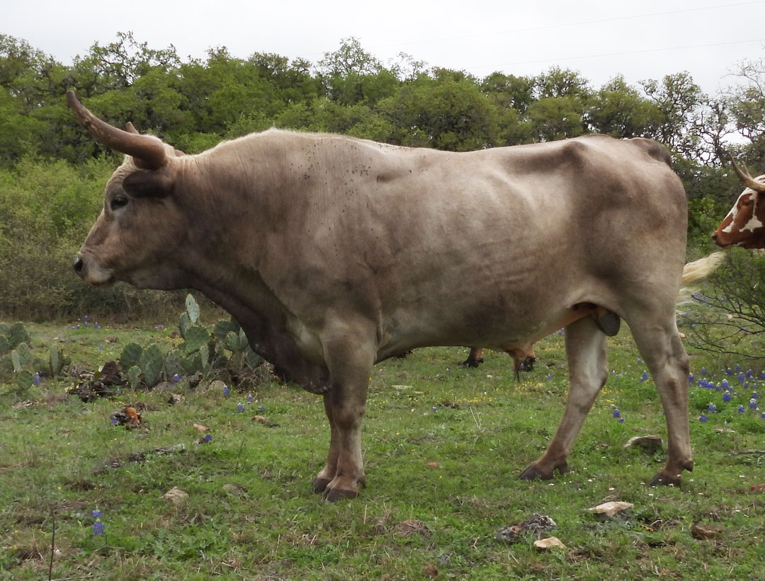 Texas Longhorn bull; grullo