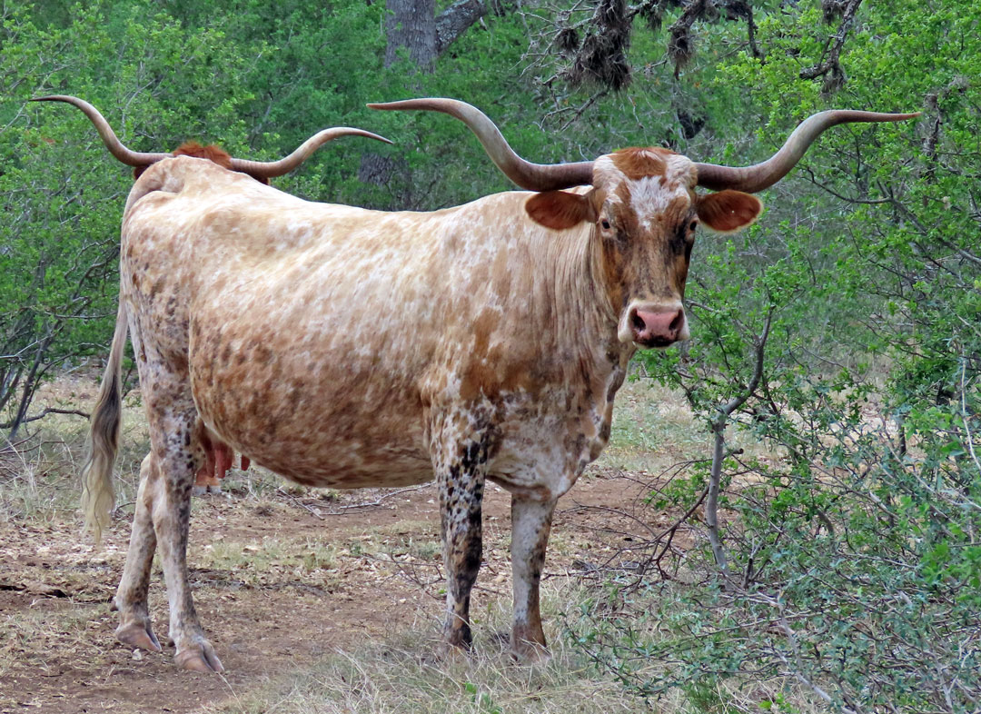 Texas Longhorn cow; light red brindle spotted