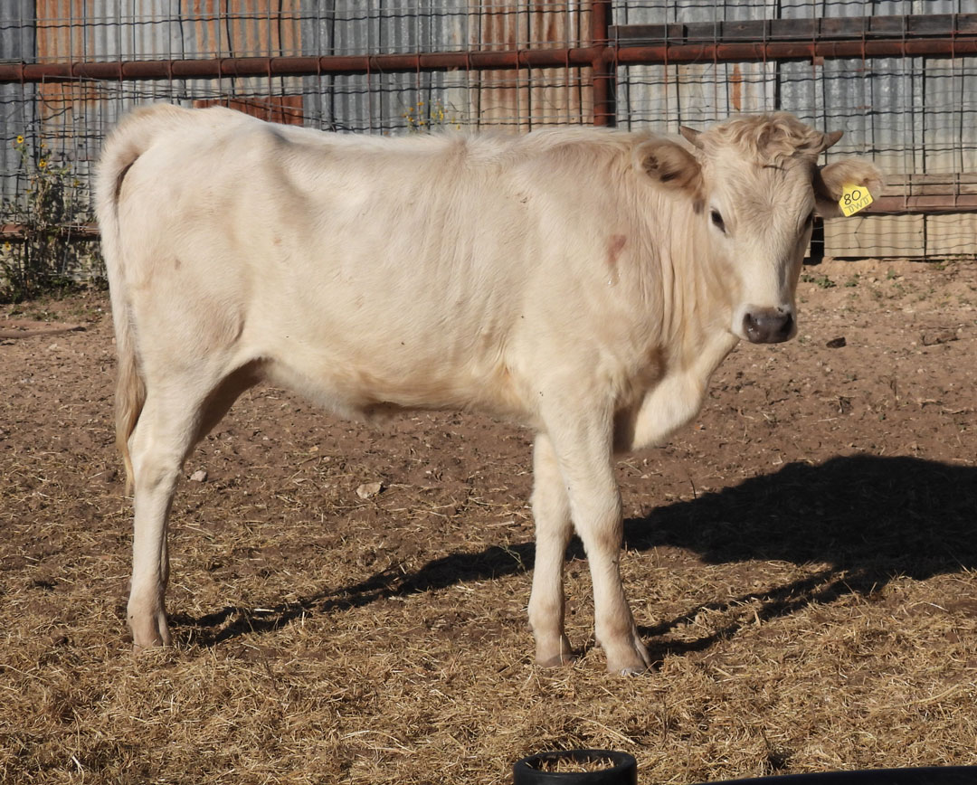 Texas Longhorn heifer; light grullo