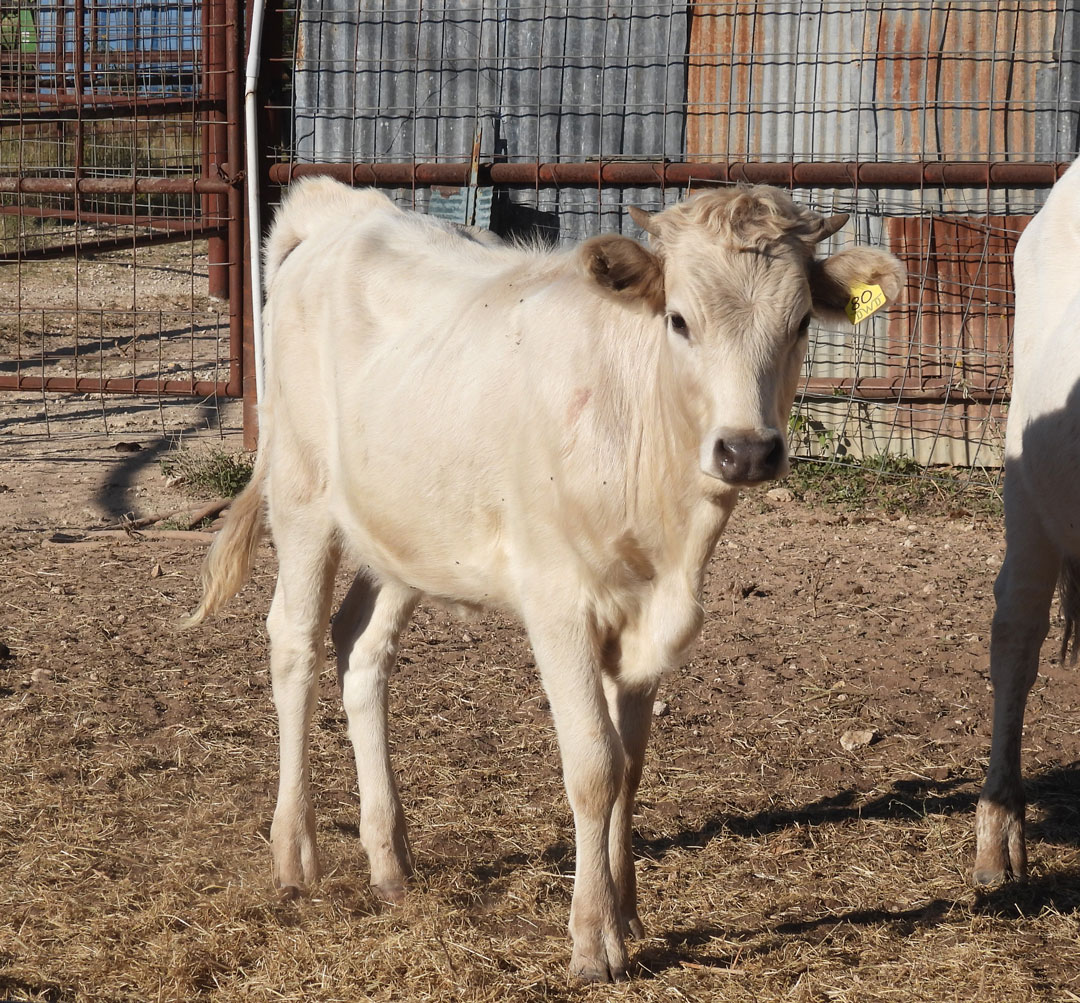 Texas Longhorn heifer; light grullo