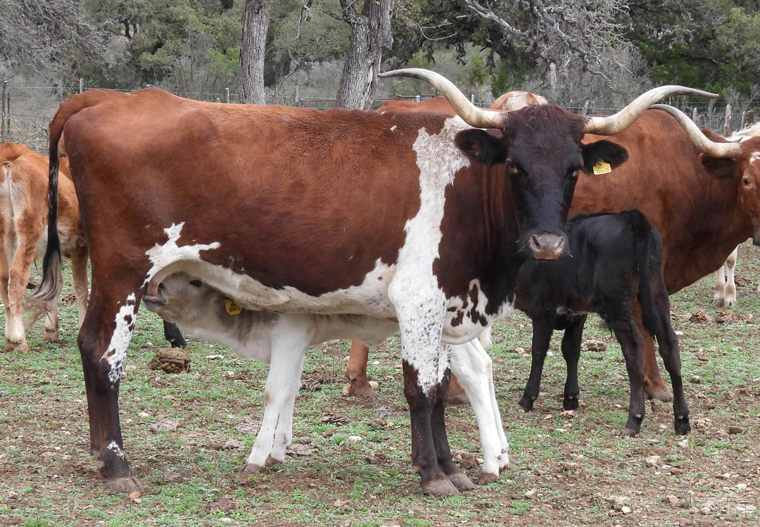 Texas Longhorn cow; dark reddish-brown