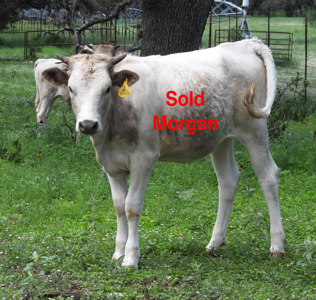 Texas Longhorn heifer; white with grullo roan patches