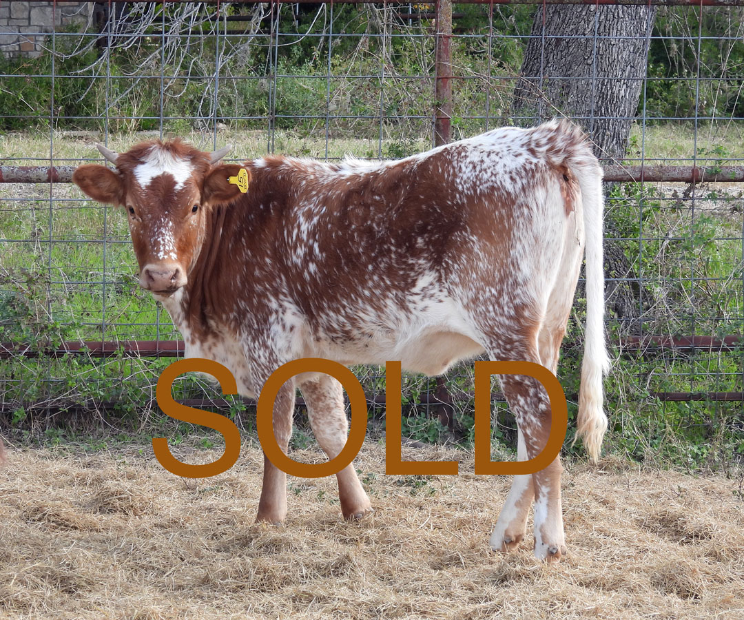 Texas Longhorn heifer:  red roan