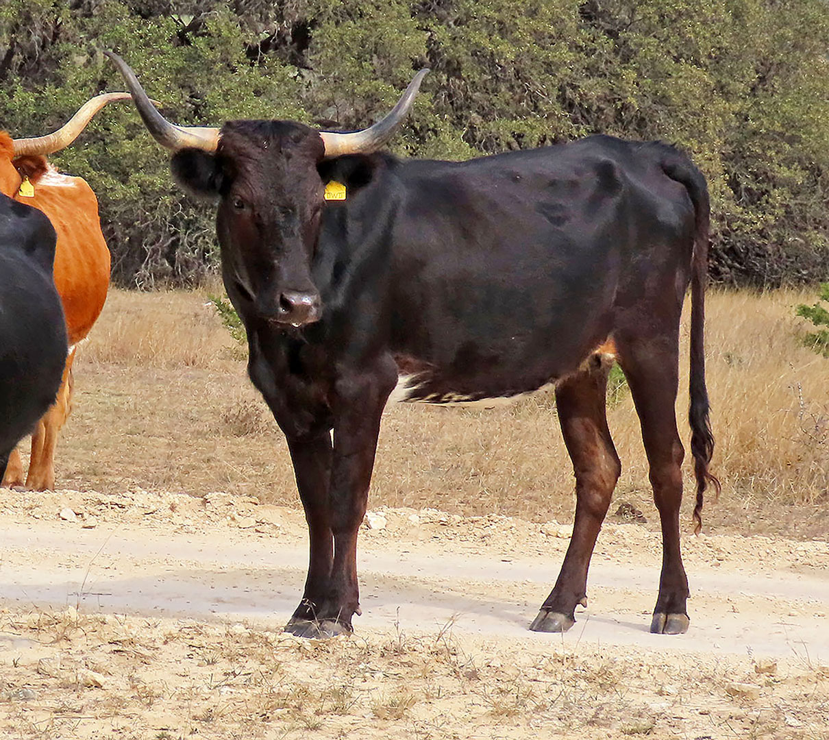 Texas Longhorn cow; black