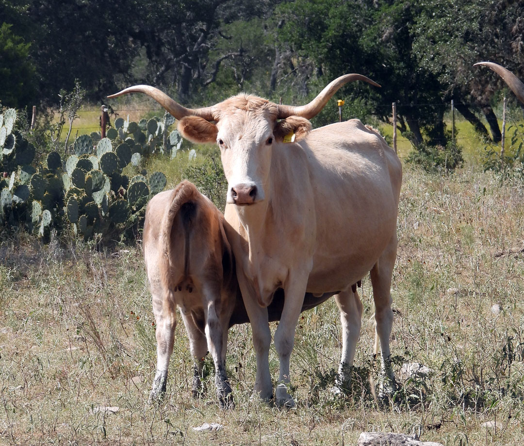 Texas Longhorn cow; Yellow dun