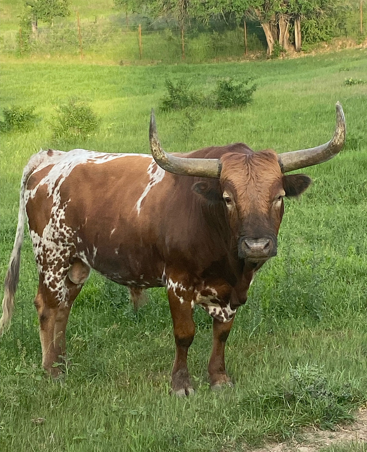 Texas Longhorn bull, red with white markings