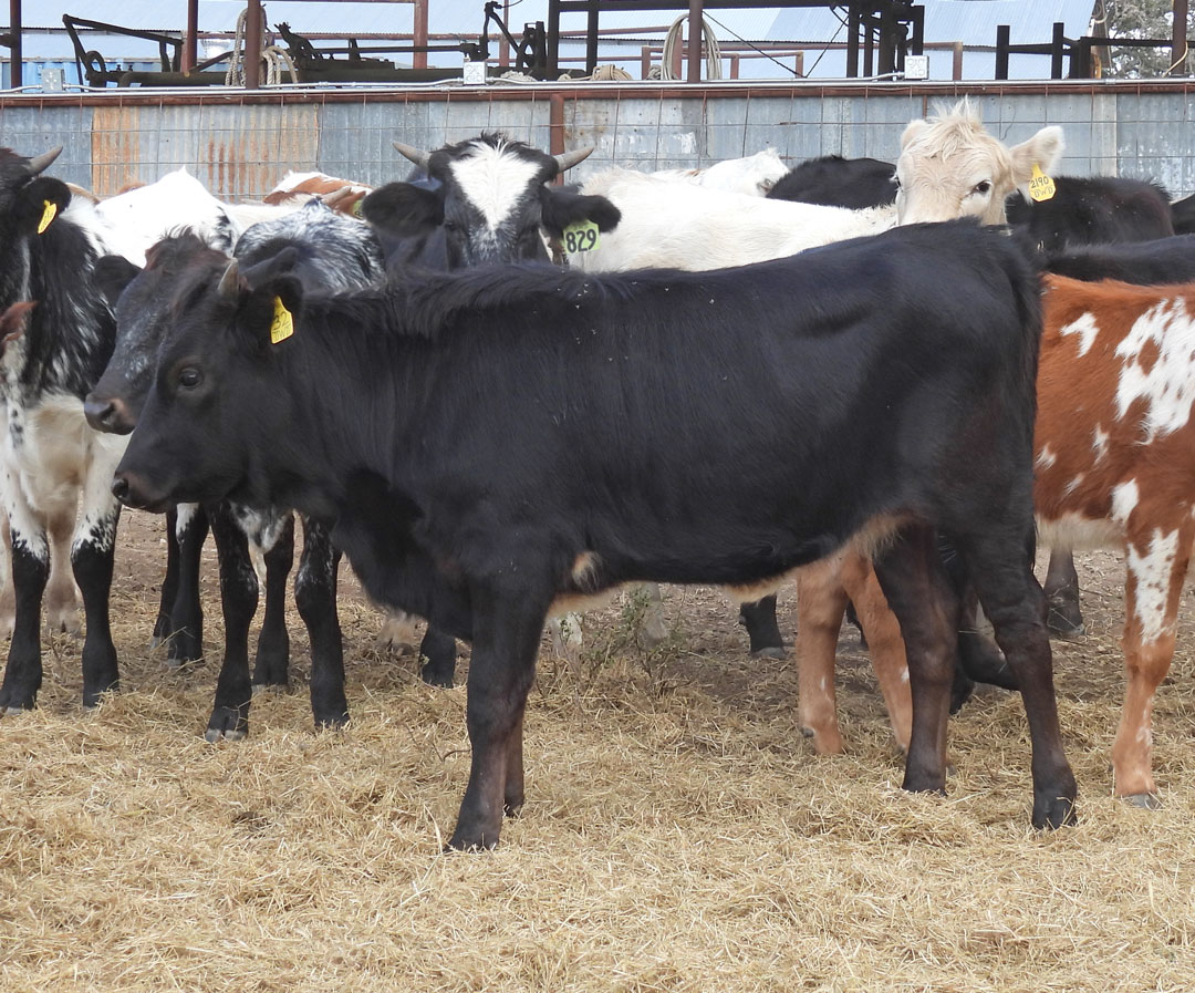 Texas Longhorn heifer; black