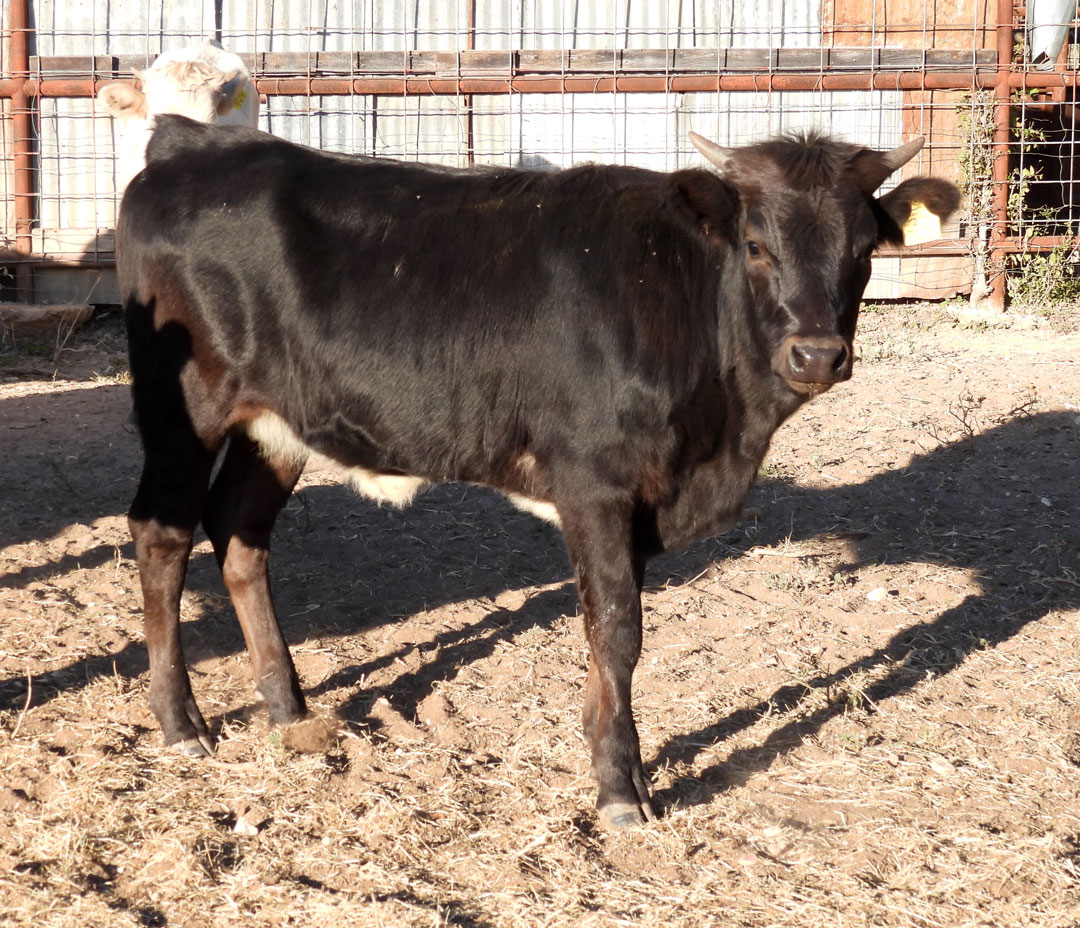 Texas Longhorn heifer; black