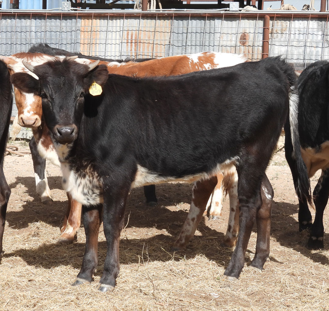 Texas Longhorn heifer; black