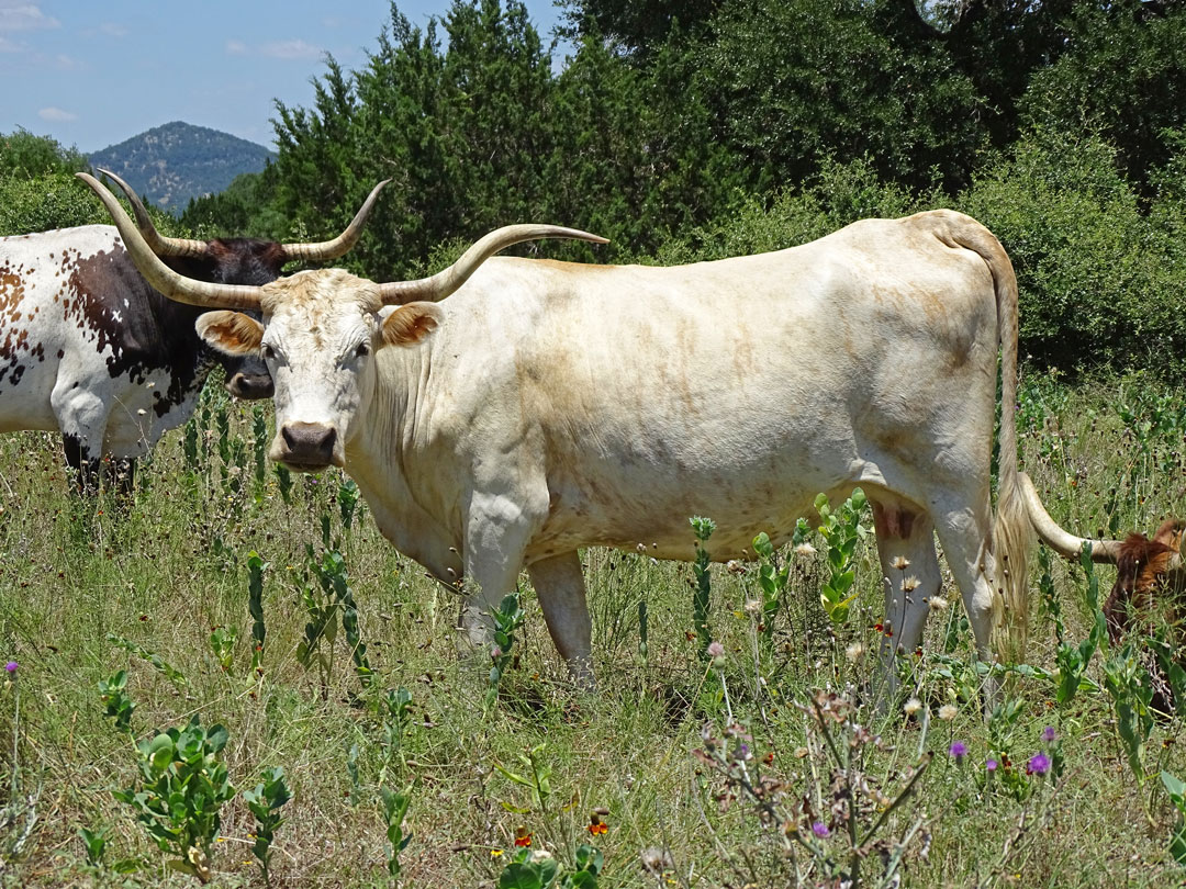 Texas Longhorn cow; yellow brindle