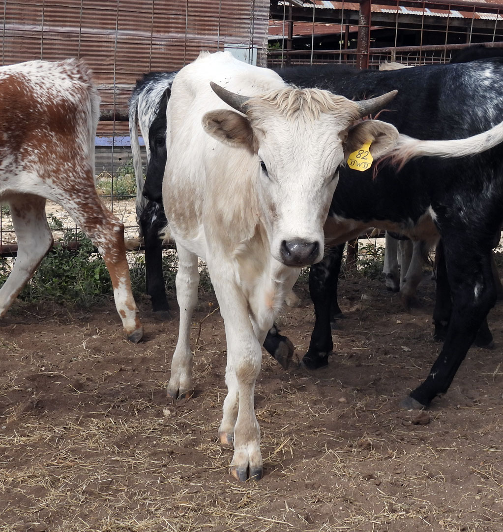 Texas Longhorn heifer; grullo roan