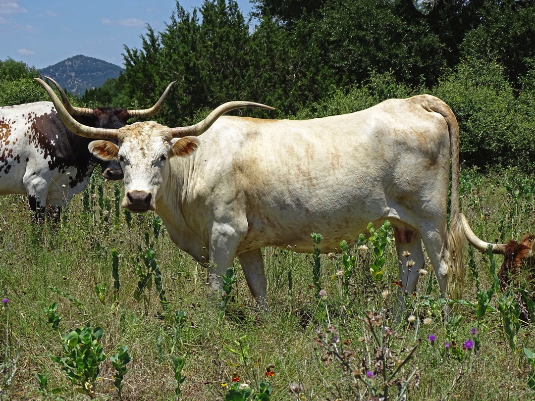 Texas Longhorn cow; yellow brindle